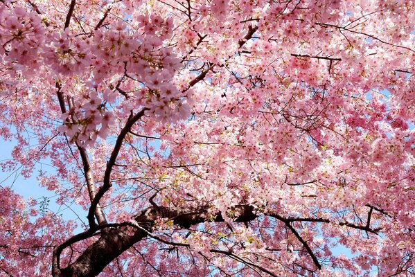 Blühende Sakura mit rosa Blütenblättern