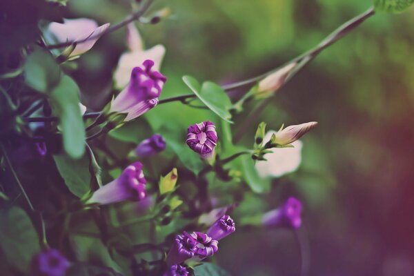 Petits bourgeons d automne violets