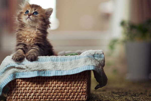 A blue-eyed kitten in a wicker basket