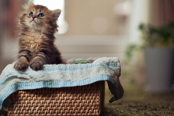 Gatito de ojos azules en una cesta de mimbre