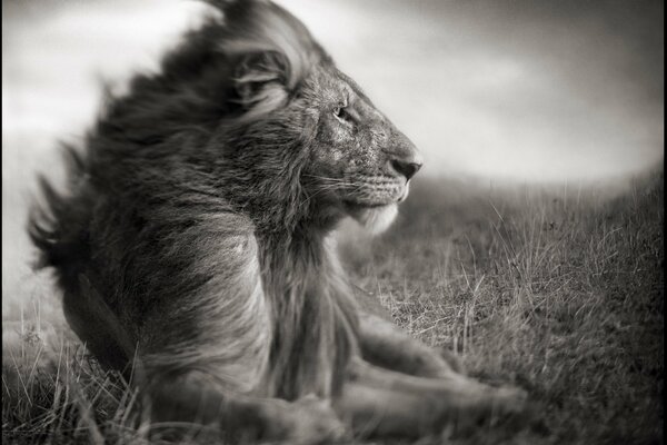 BW foto di un leone in natura