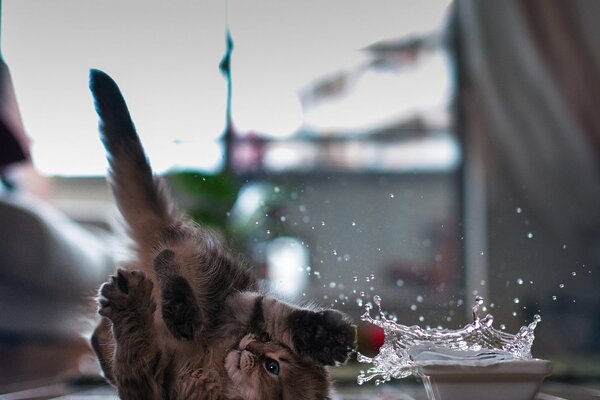 Gattino. acqua versata. Dove correre?