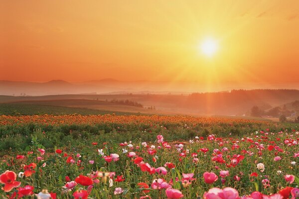A field of flowers on a sunset background