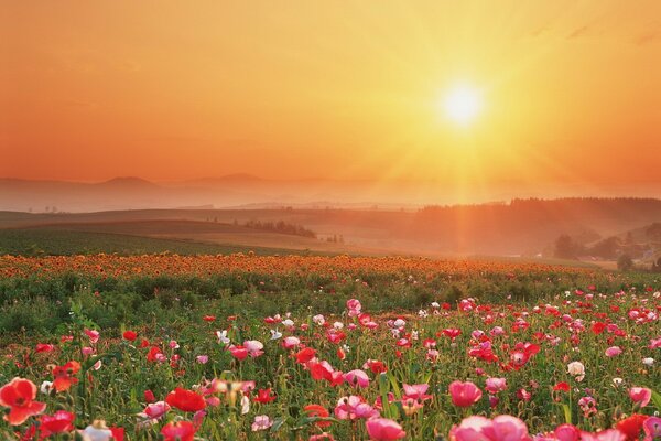 Campo de flores en el fondo de la puesta de sol