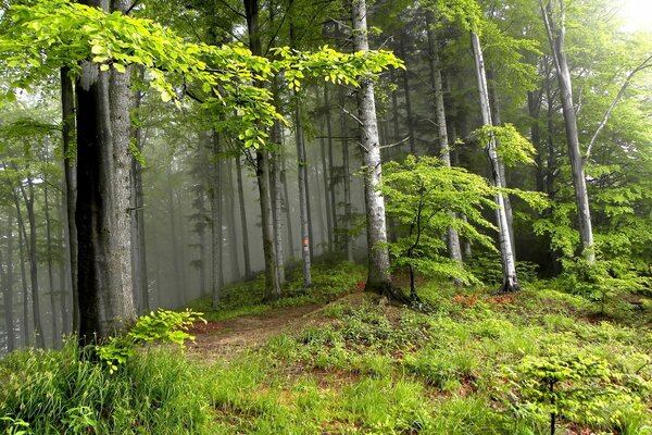 Grüner Wald bei strahlendem Sonnenschein