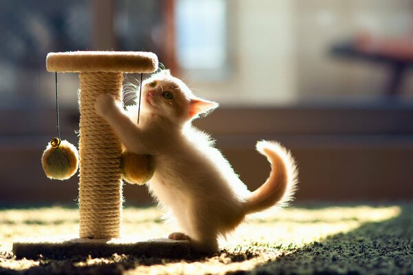 A scratching post for your kitten