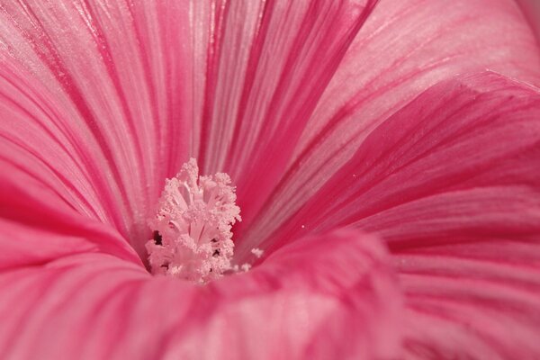 Delicate pink blooming flower