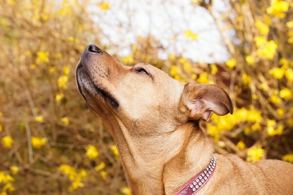 El perro respira aire otoñal