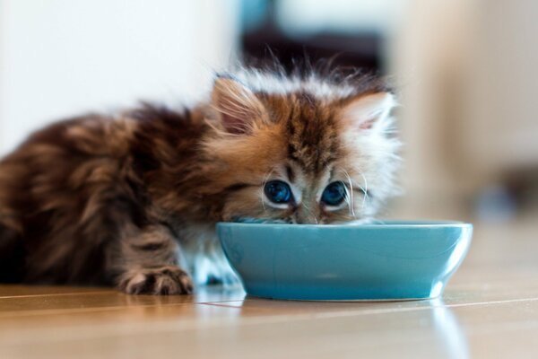 Chaton hannah boit d un bol bleu