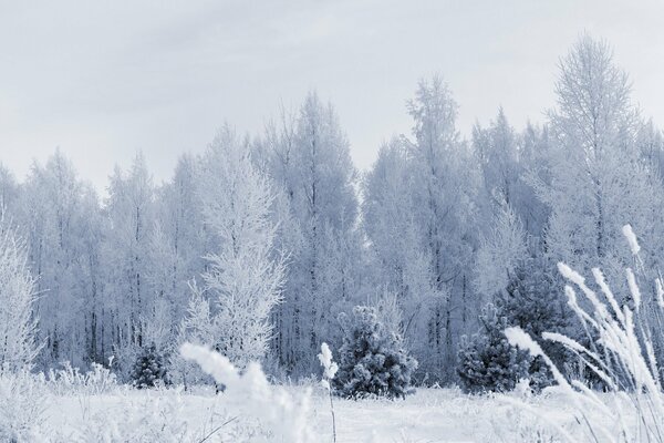 Schneebedeckte Bäume im Winterwald