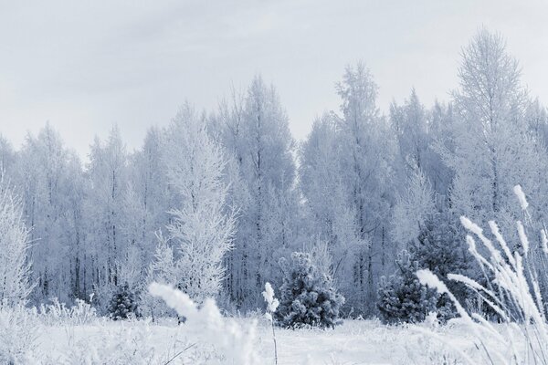 Árboles cubiertos de nieve en el bosque de invierno