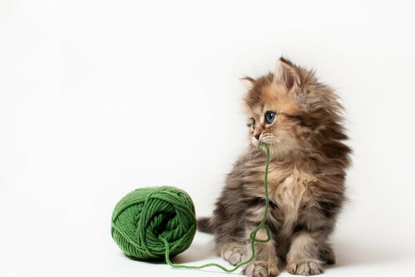 Cute kitten with yarn club