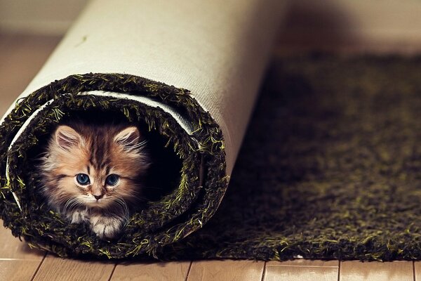 Hannah kitten in a carpet roll