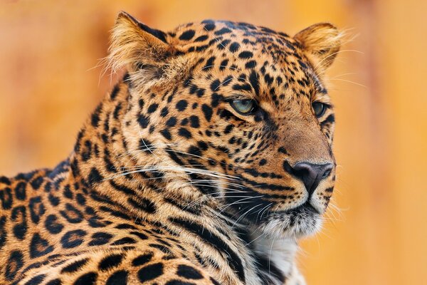 A serious leopard is lying. A real portrait