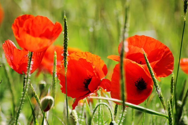 Saftige rote Mohnblumen auf grünem Hintergrund