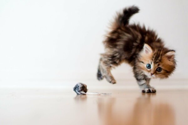 Jouet adorable pour chaton bien-aimé