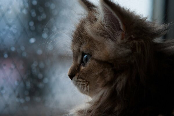 Gatito. ¿Qué hay detrás de la ventana? Lluvia de nuevo