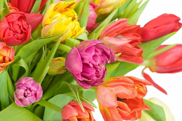 Bright multicolored flowers tulips