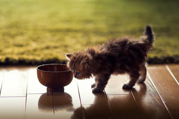 Fluffy kitten near the bowl