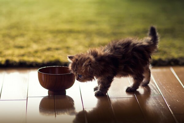 Chaton moelleux près du bol