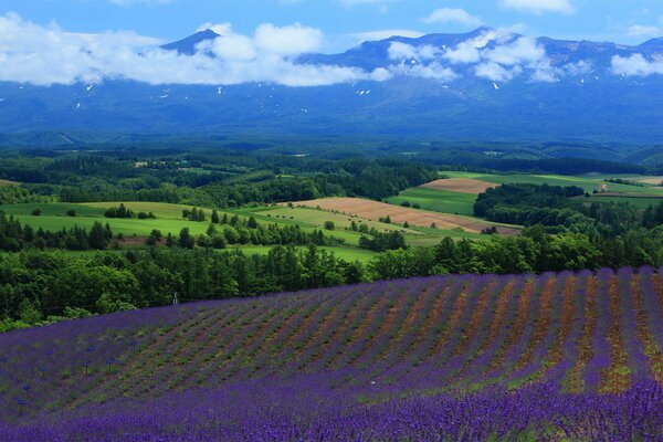 Lavender field on the background of forest and mountains