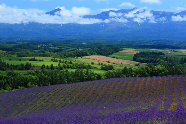 Campo de lavanda en medio de bosques y montañas