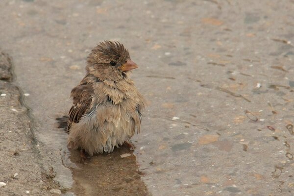 Moineau humide dans une flaque d eau à aswalt