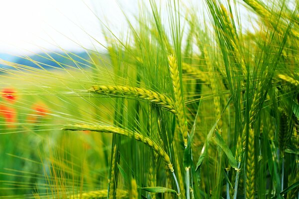 Beautiful view of the spiky stalks of cereals