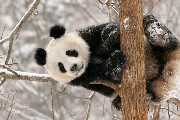 Niedźwiedź panda wisi na zimowym drzewie