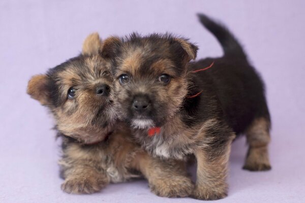 Les chiots jouent les uns avec les autres