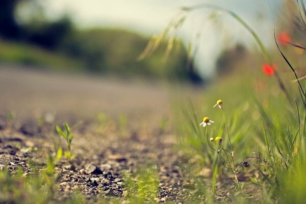 Daisies by the side of the road. Macro shooting