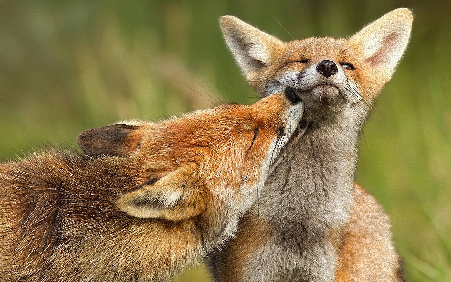 fuchs raubtier fuchs