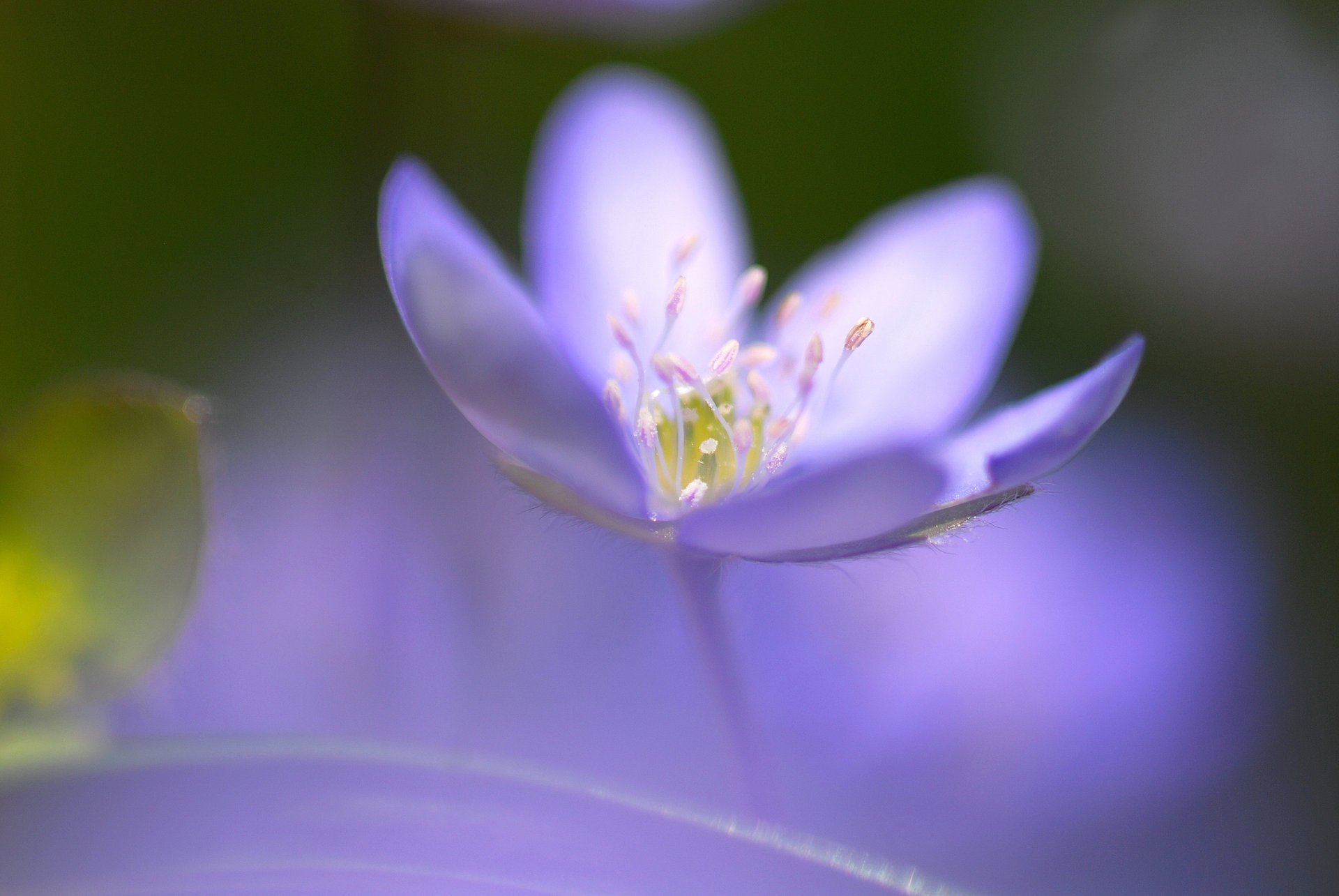 flower blue focus one middle razmytost