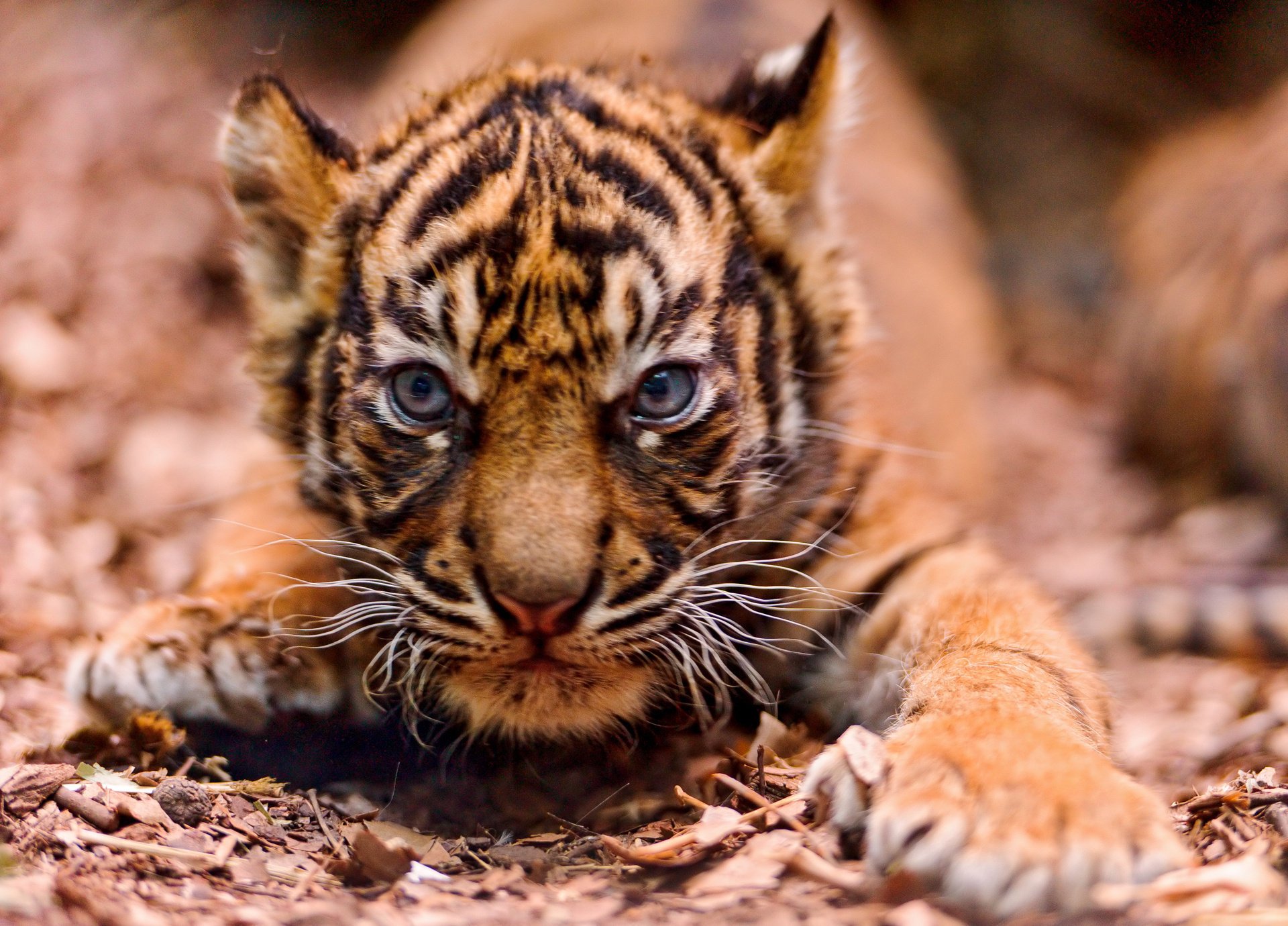 en colère sur les pattes tigre museau petit