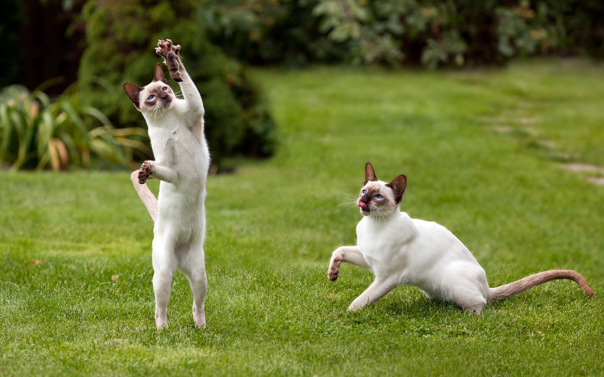 ratón pareja patas garras jugar gatos