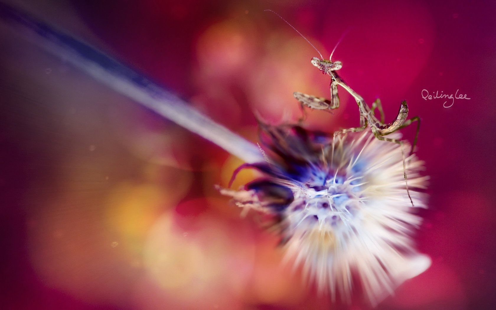 flower mantis background macro