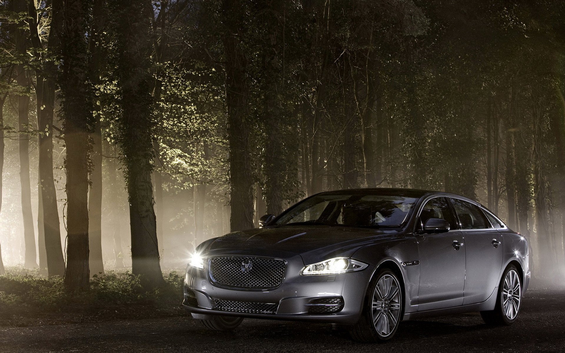 auto jaguar xj forêt