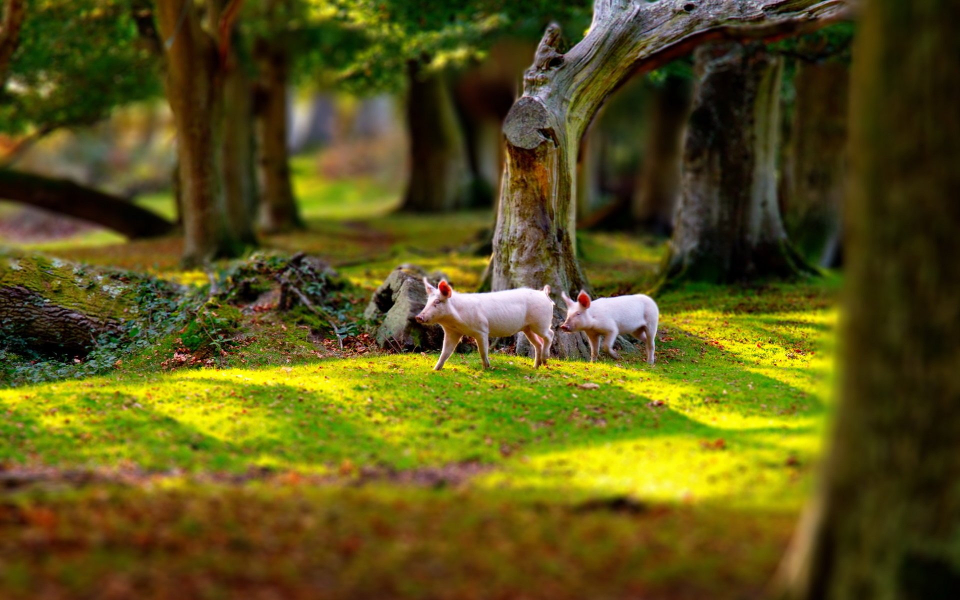 lechones parque naturaleza