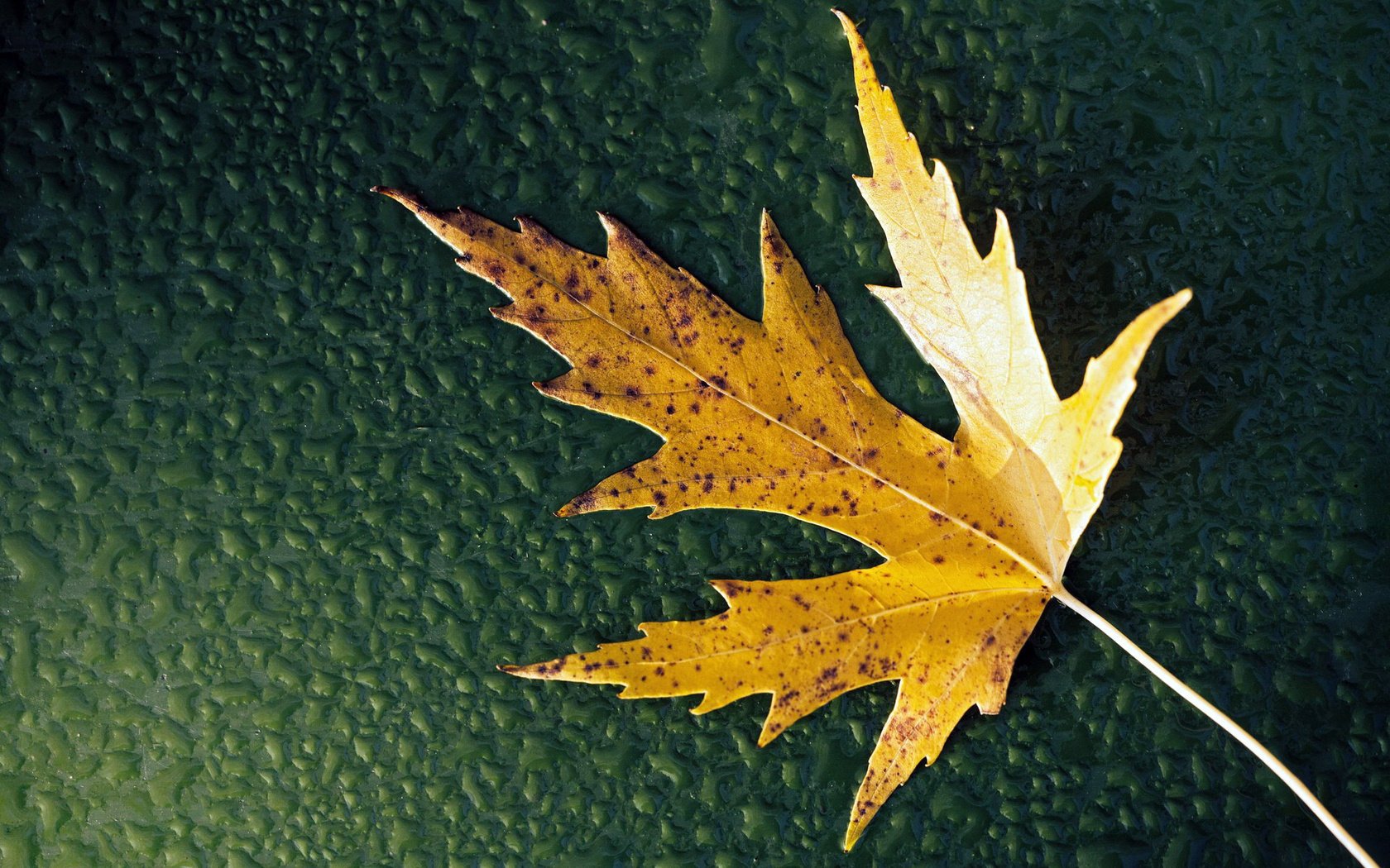 fond eau vert gouttes feuille