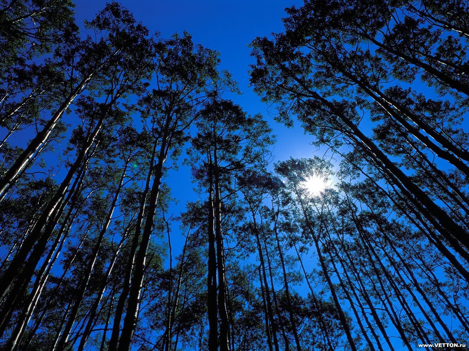 ciel arbres lumière soleil