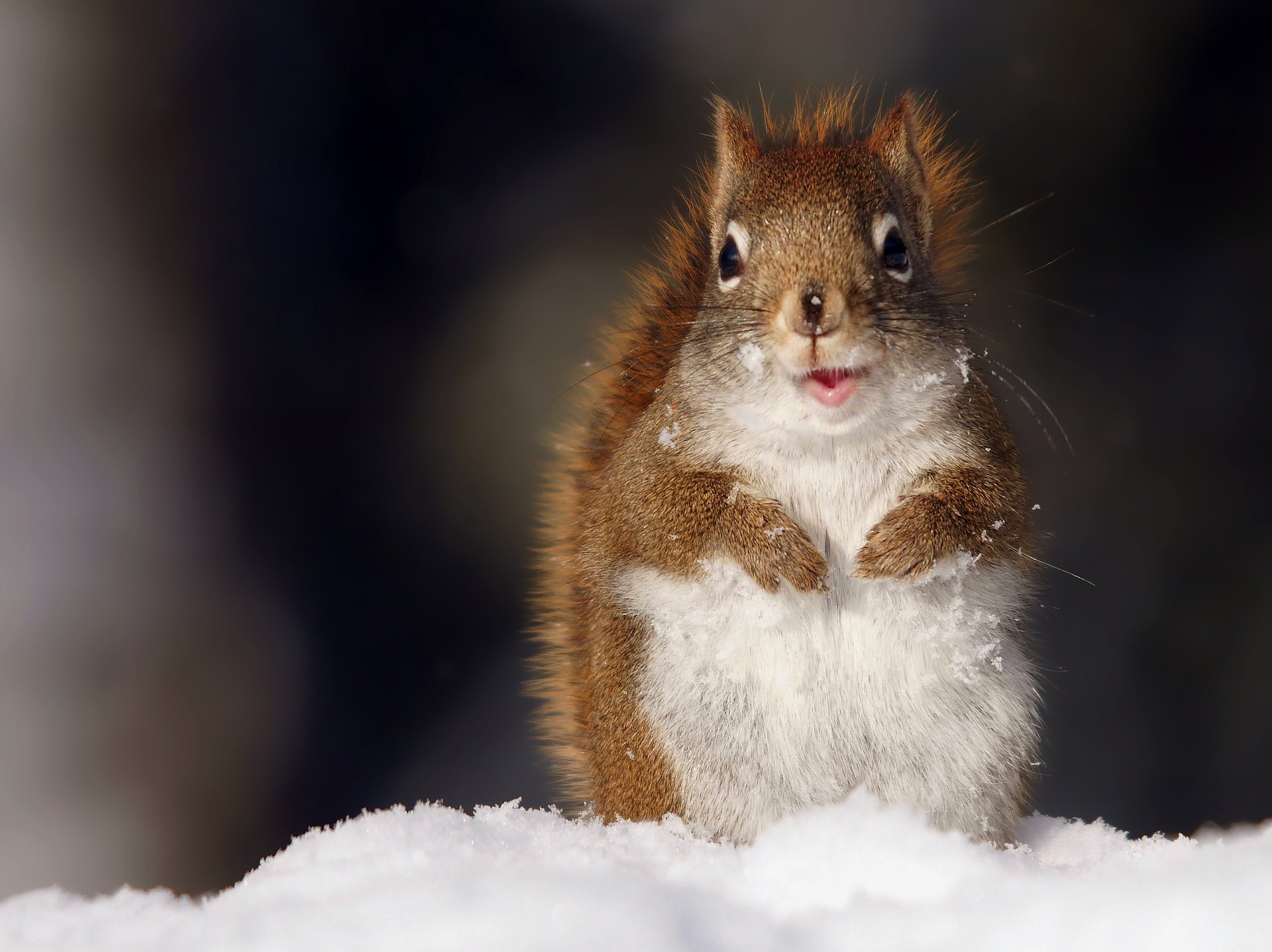 écureuil neige regarde