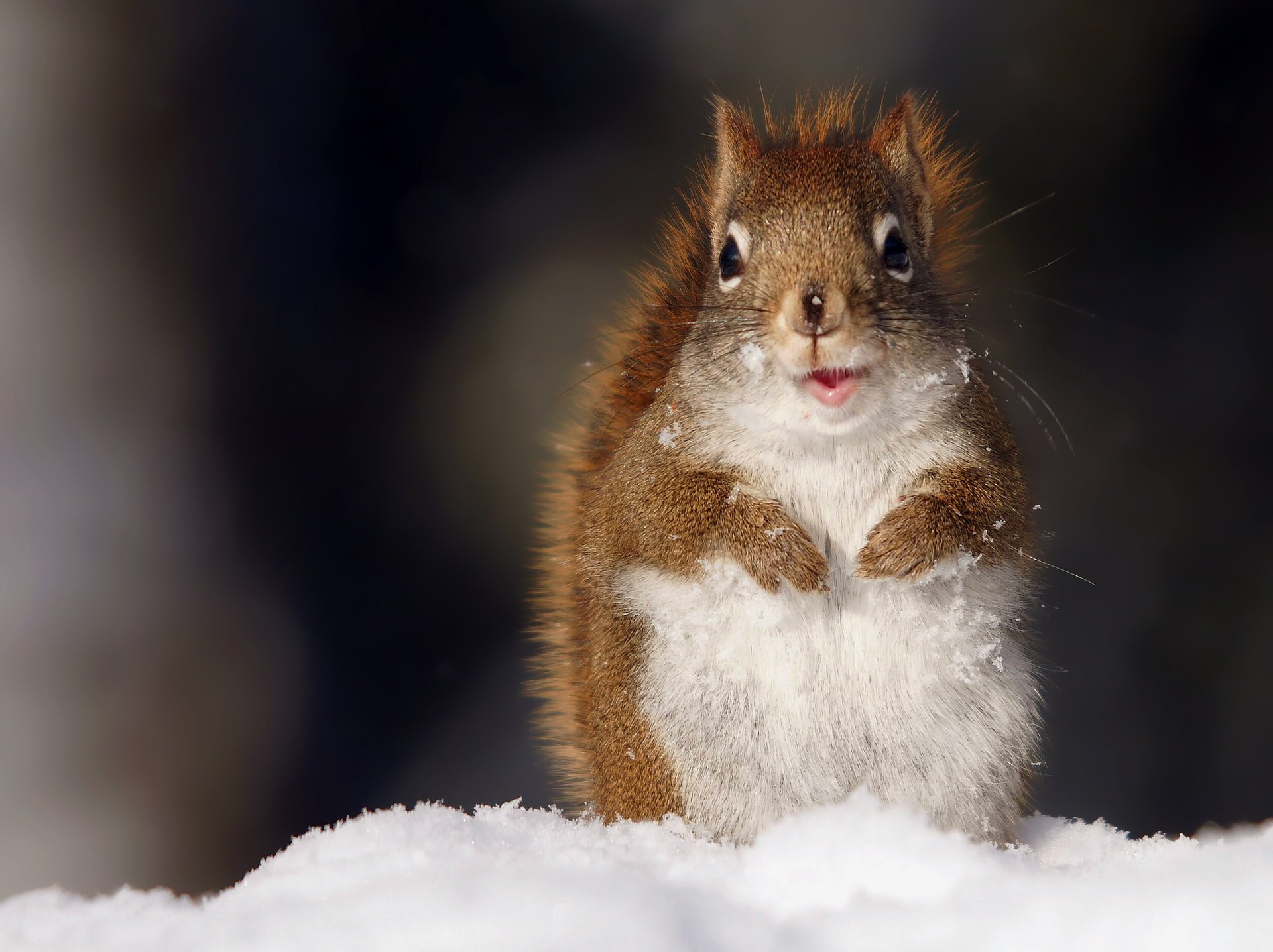 scoiattolo neve guarda