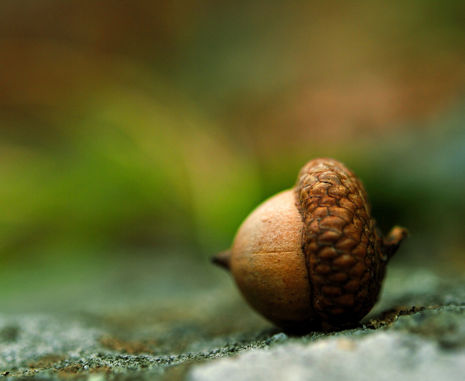 macro brown earth acorn