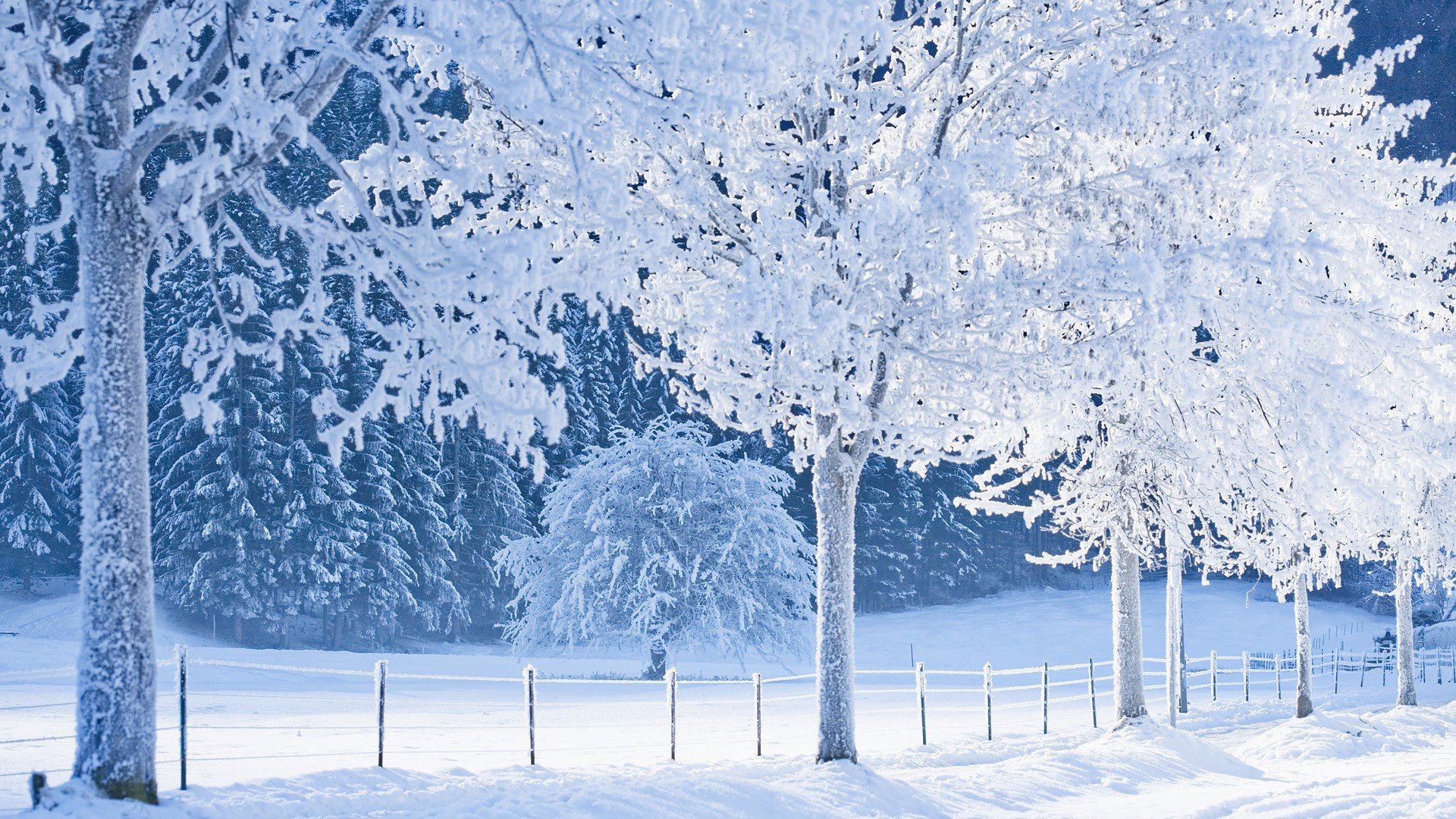 wald wanderweg schnee