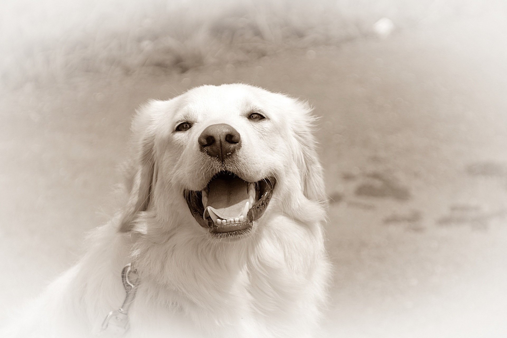 dog retriever background