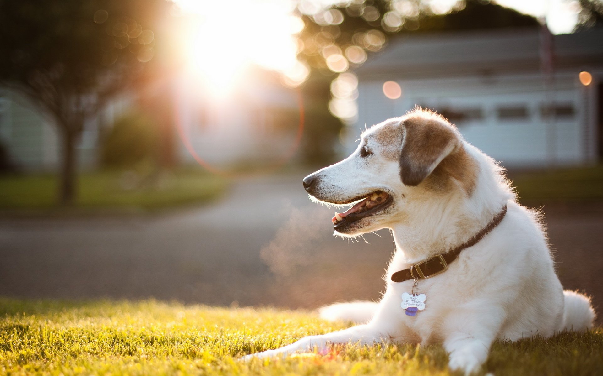 cane luce strada