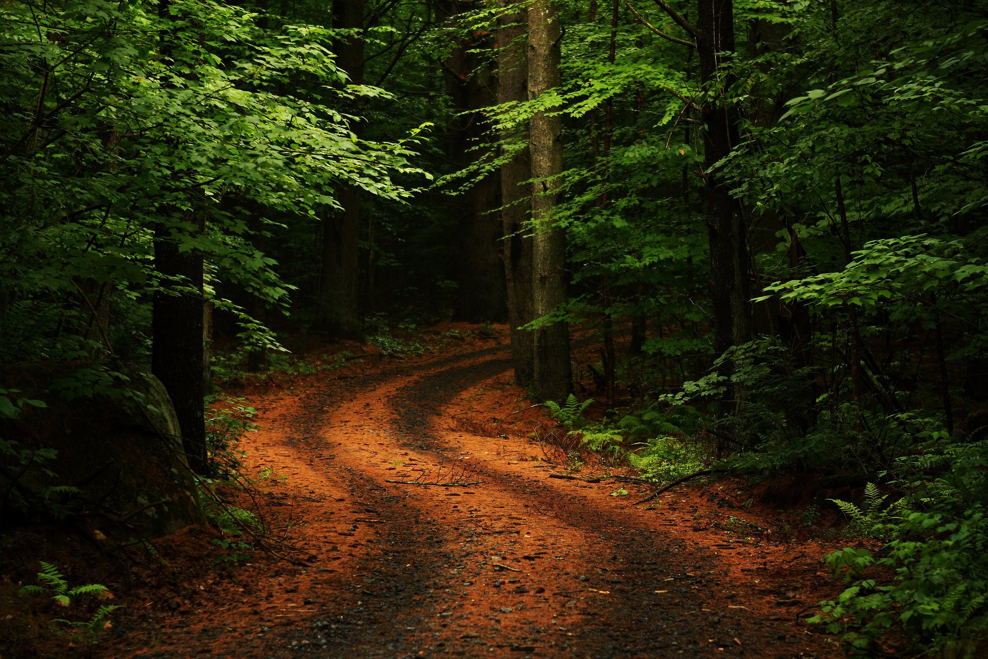 estate strada foresta