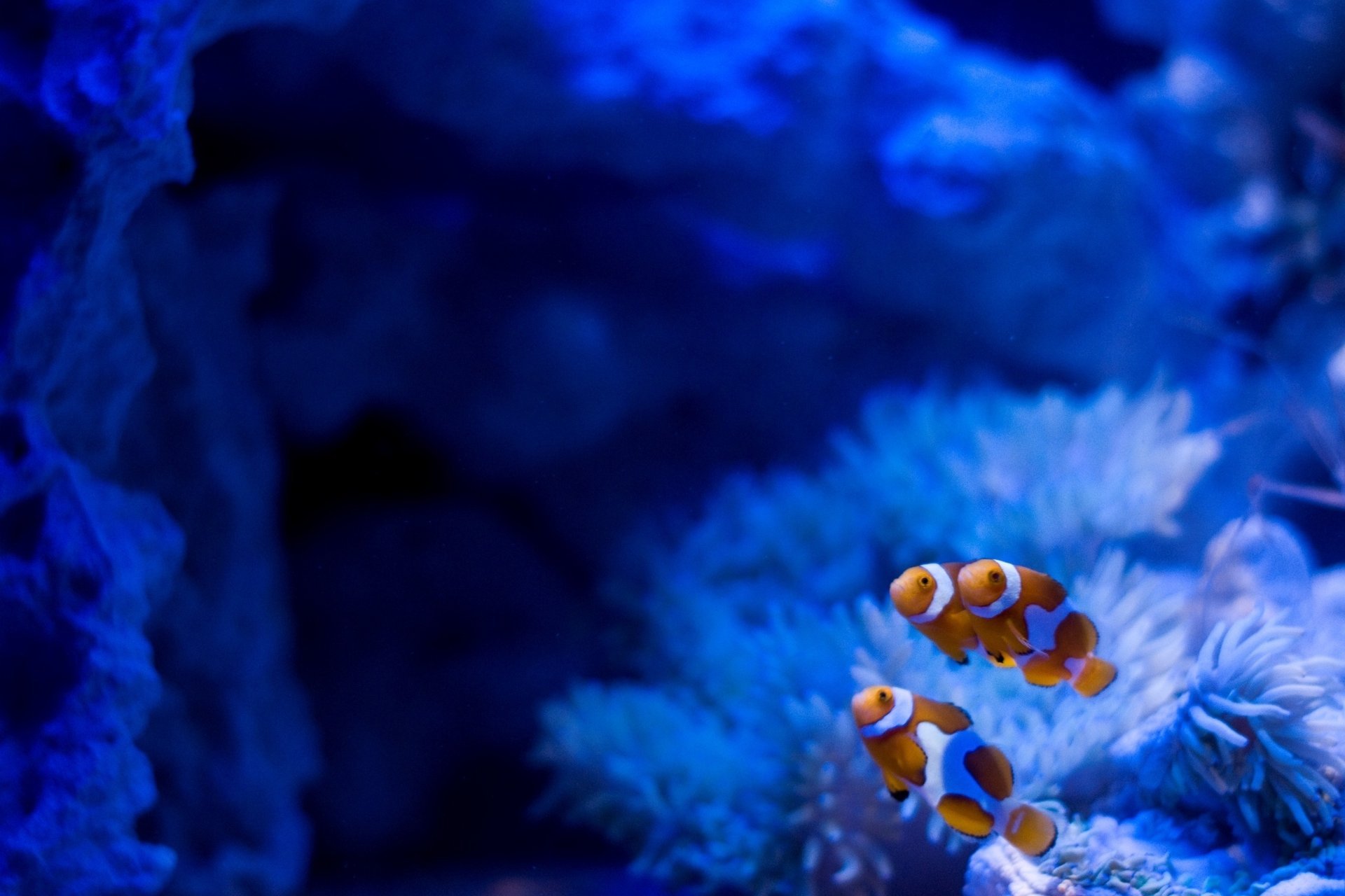 aquarium clown fish stones algae