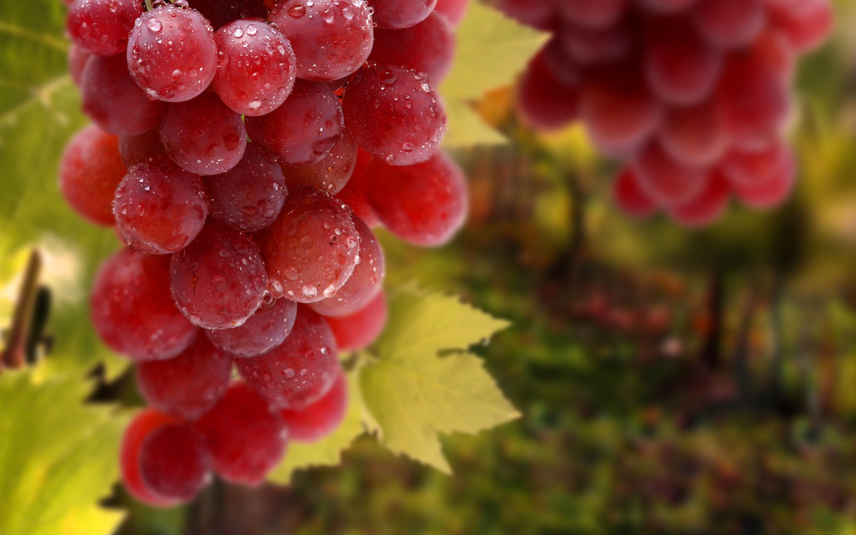 gouttes grappe raisin feuilles