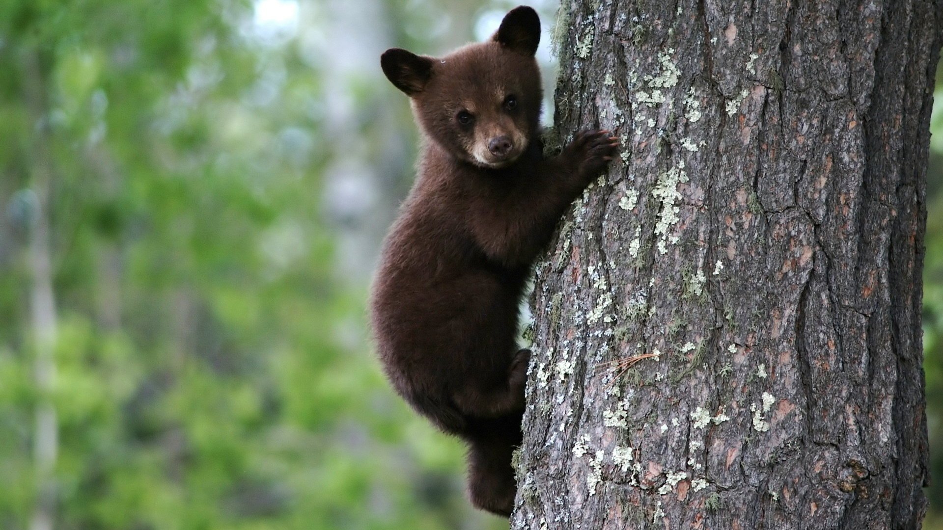 bear brown on a tree bear